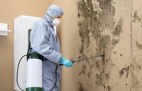 Mold Documentation for Insurance Claims in Phoenix, OR